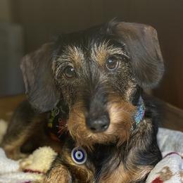 Hugo - Dachshund