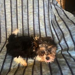 Georgia - Chocolate, tan and white female Yorkshire Terrier puppy in Redford Township, Michigan from Childress Yorkies