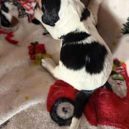 Colorado - Black and white female English Springer Spaniel puppy in Huntingdon, Pennsylvania from Indian Creek Springers and Doxies