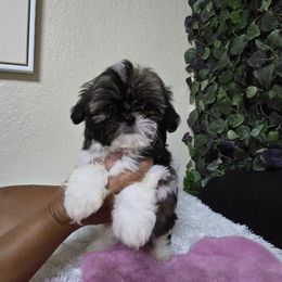 Gigi - Tricolor female Shih Tzu puppy in Hialeah, Florida from Shih Tzu Miami