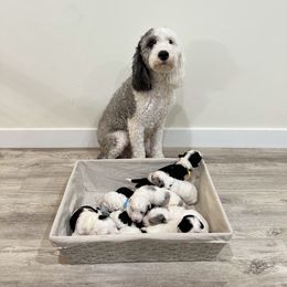 Assorted Doodle Crosses, Goldendoodle, and Sheepadoodle Puppies from Novadoodles801