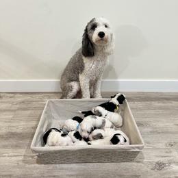 Assorted Doodle Crosses, Goldendoodle, and Sheepadoodle Puppies from Novadoodles801