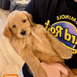Orange, Pumpkin - Cream male Goldendoodle puppy in Lake Panasoffkee, Florida from Donnas Deluxe Doodles LLC