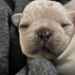 French Bulldog and Labrador Retriever Puppies from Desiree Ortiz's French Bull Dogs and Labrador Retrievers