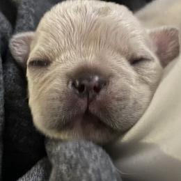 French Bulldog and Labrador Retriever Puppies from Desiree Ortiz's French Bull Dogs and Labrador Retrievers