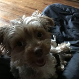 Tawny - Yorkshire Terrier