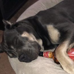 Sox - Cane Corso