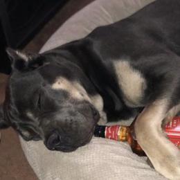Sox - Cane Corso
