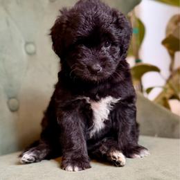 Karen - Black and white female Aussiedoodle puppy in Jackson, Tennessee from Dinah Doodles and Aussies