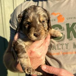 Boo - Brown merle female Aussiedoodle puppy in Berrien Spring, Michigan from Red Bud Beautiful Doodles