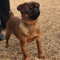Brussels Griffons and Rottweilers from Bernkastel Rottweilers & Brussels Griffon