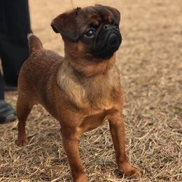 Brussels Griffons and Rottweilers from Bernkastel Rottweilers & Brussels Griffon