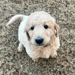 Dancer - Caramel ice male Labradoodle puppy in Monticello, Georgia from Daylin’s Doodles & Labradors