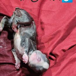 2nd born is Boy 1 - Blue male Boston Terrier puppy in Versailles, Indiana from Benhams Bostons
