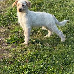 Banjo - Red male Assorted Doodle Crosses puppy in Ohio from Holley Doodles