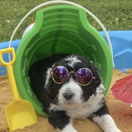 Goldendoodle Puppies from Happy Valley Doodles