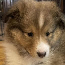 Shetland Sheepdogs from Southern Shelties