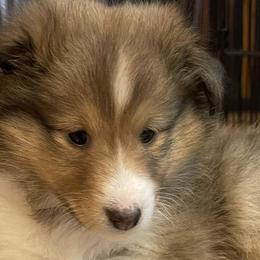 Shetland Sheepdogs from Southern Shelties