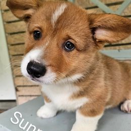 Sunny - Red and white male American Corgi puppy in Centerville, Tennessee from Katerina's American Corgis