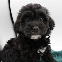 Starburst - Black female Havapoo puppy in Hendersonville, North Carolina from Grayfinn House