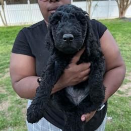 Kissy - Black female Goldendoodle puppy in Simpsonville, South Carolina from D & D Golden Doodles, LLC