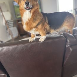 Tink - Pembroke Welsh Corgi