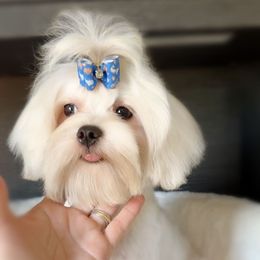 Adonis ( Boy 1 ) - White male Maltese puppy in Vinton, Louisiana from Dreams & Love Maltese