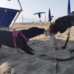 German Wirehaired Pointer Puppies from Ca’ Rigada Deutsch Drahthaar (GWP)