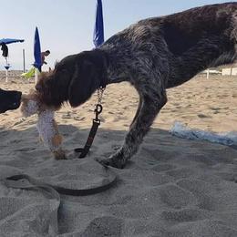 German Wirehaired Pointer Puppies from Ca’ Rigada Deutsch Drahthaar (GWP)