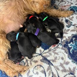 Light Blue - Black and tan female Yorkshire Terrier puppy in North Las Vegas, Nevada from KD's Yorkshire Terriers
