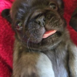 Fawn male 2 - Fawn male Pug puppy in Gaffney, South Carolina from Sunset Farms