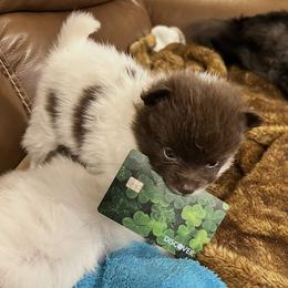Maverick - Chocolate parti male Pomeranian puppy in Plano, Texas from Madison Park Poms