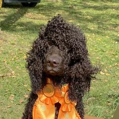 Harris - Irish Water Spaniel