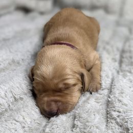 Girl 2 - Yellow female Labrador Retriever puppy in Grand Rivers, Kentucky from Big Water Dreams Retrievers