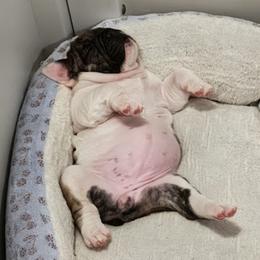 Female 2 - Red brindle and white female Bulldog puppy in Salina, Kansas from Big Pine Bulldogs