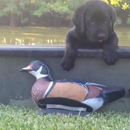 Labrador Retriever Puppies from Andy Lafleur
