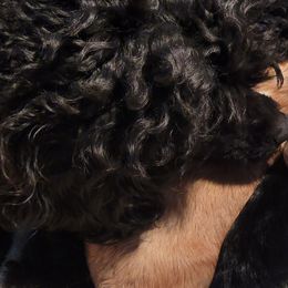 Aussiedoodle, Cavapoo, and Poodle Puppies from B&M Cottonwood Canines