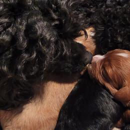Aussiedoodle, Cavapoo, and Poodle Puppies from B&M Cottonwood Canines
