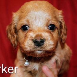 Parker - Buff male Cockapoo puppy in Perry, Arkansas from Parker's Cockapoos