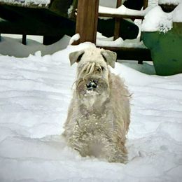 Sophie - Soft Coated Wheaten Terrier