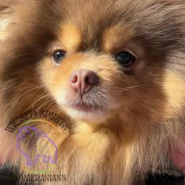 Embla - Pomeranian
