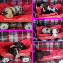 Bernedoodle Puppies from Foothills Family Doodles