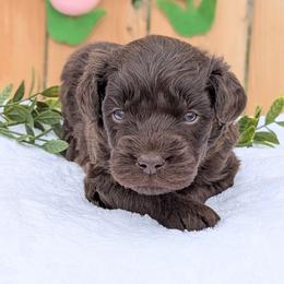 Yellow collar - Brown and white male Aussiedoodle puppy in Coulee City, Washington from Mr and Mrs Doodle Farm