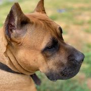Blondie - Perro de Presa Canario