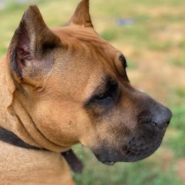 Blondie - Perro de Presa Canario