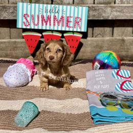 Dachshund Puppies from M.H.P Dachshunds
