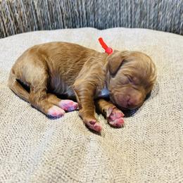 Petire - Red and white male Cockapoo puppy in Kingfisher, Oklahoma from Perdue Puppies