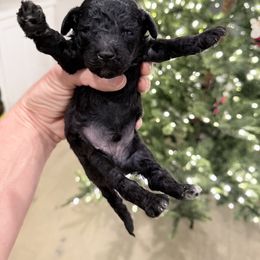 Bramble - Black male Poodle puppy in Caldwell, Idaho from Boise Doodle Co.
