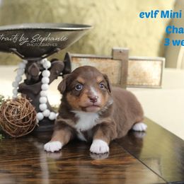 Miniature Australian Shepherd Puppies from ELVF Mini Aussies