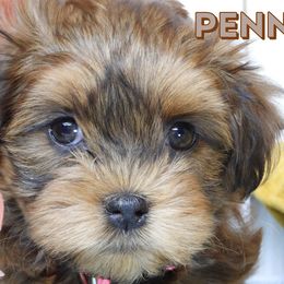PENNY - PKA Firefly - JULIE X - Red female Havanese puppy in Salt Lake City, Utah from Steal Your Heart Havanese